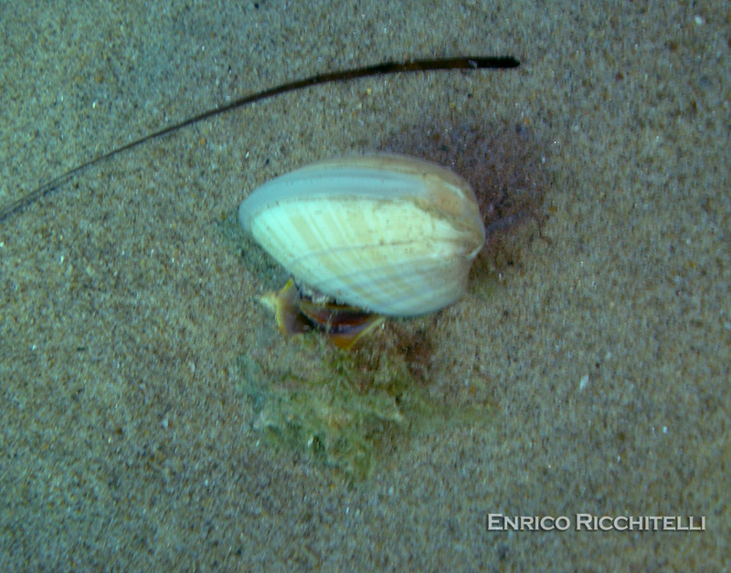 Mactra stultorum